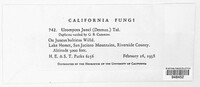 Uromyces junci image